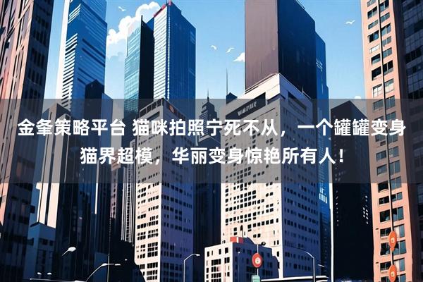 金夆策略平台 猫咪拍照宁死不从，一个罐罐变身猫界超模，华丽变身惊艳所有人！